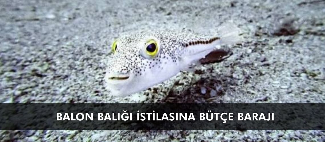 Balon balığı istilasına bütçe barajı