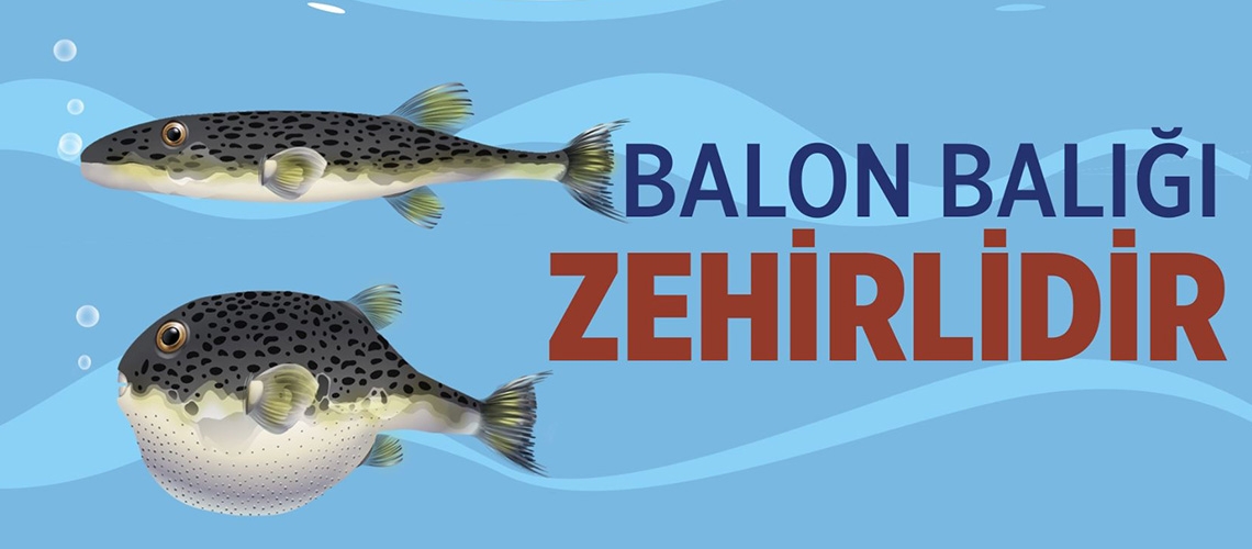 Balon Balığı
