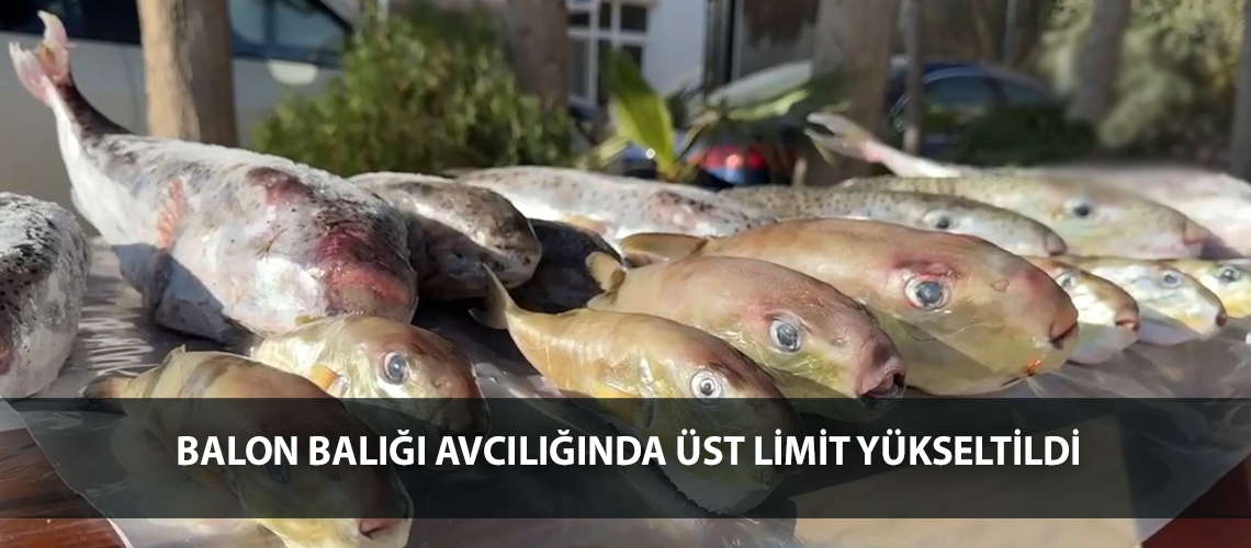 Balon balığı avcılığında üst limit yükseltildi