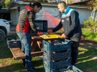 Balon balığı avlayanlar destekleniyor