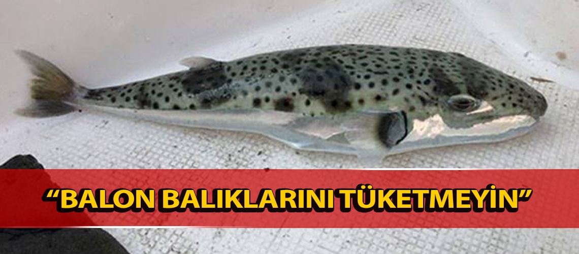 “Balon balıklarını tüketmeyin”