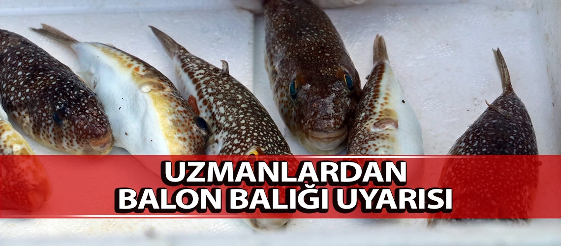 Uzmanlardan balon balığı uyarısı