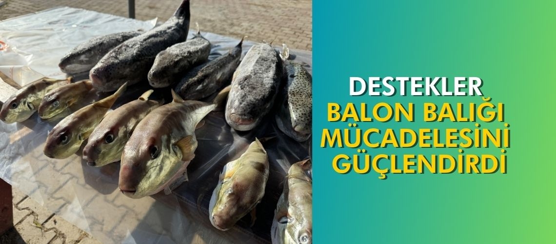 Destekler balon balığı mücadelesini güçlendirdi