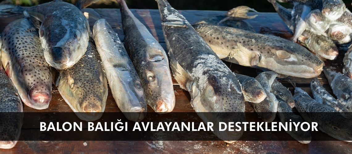 Balon balığı avlayanlar destekleniyor