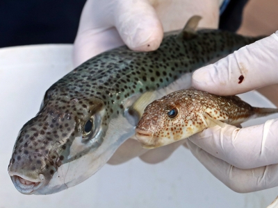 Uzmanlardan balon balığı uyarısı