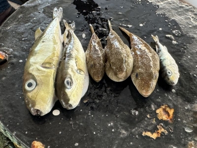 Destekler balon balığı mücadelesini güçlendirdi