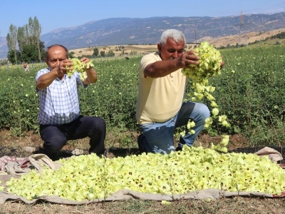 Coğrafi işaretli çiçek bamyasının hasadı başladı