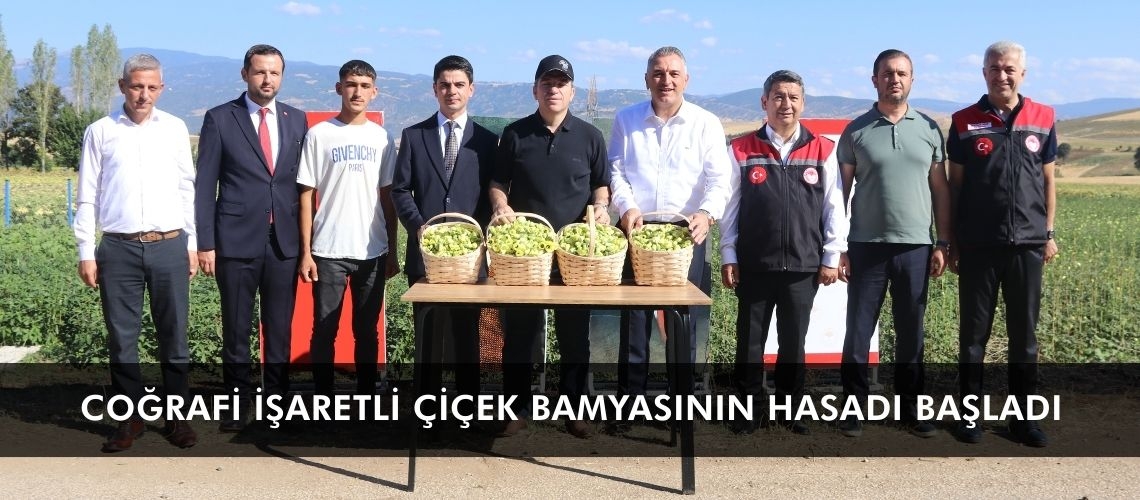 Coğrafi işaretli çiçek bamyasının hasadı başladı