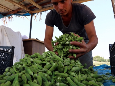 Osmaniye zirveye oynuyor