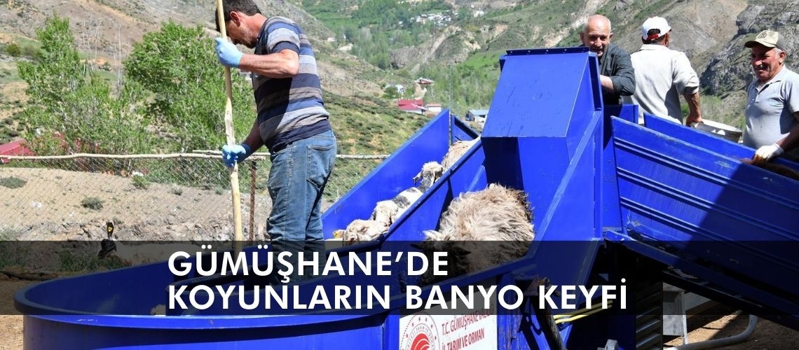 Gümüşhane’de koyunların banyo keyfi
