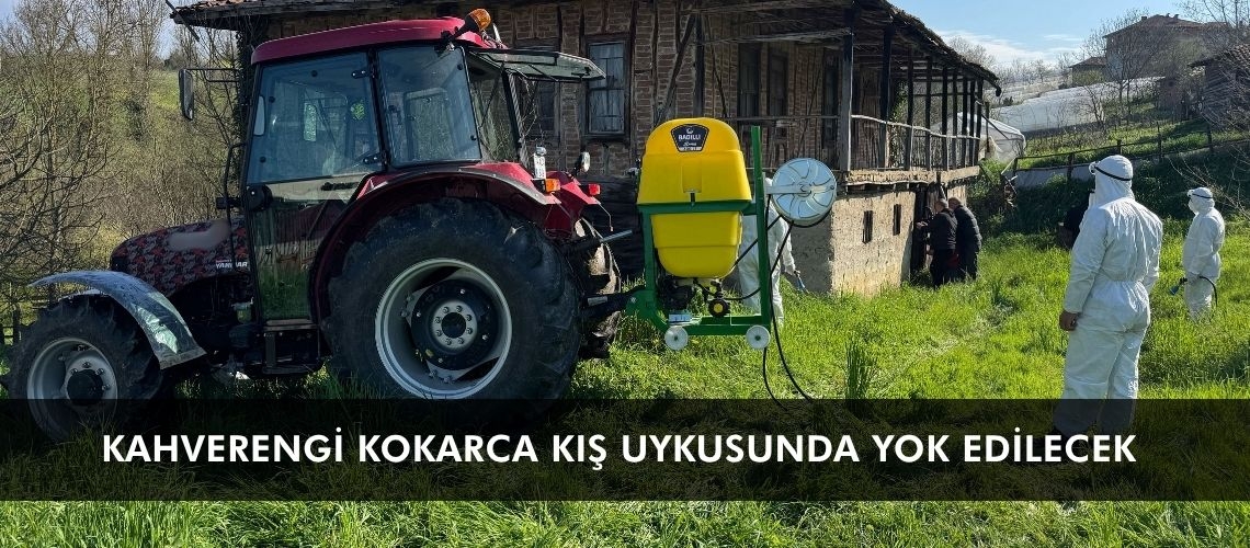 Kahverengi kokarca kış uykusunda yok edilecek