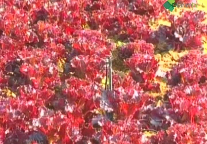 Baş Salata ve Marul Yetiştiriciliği