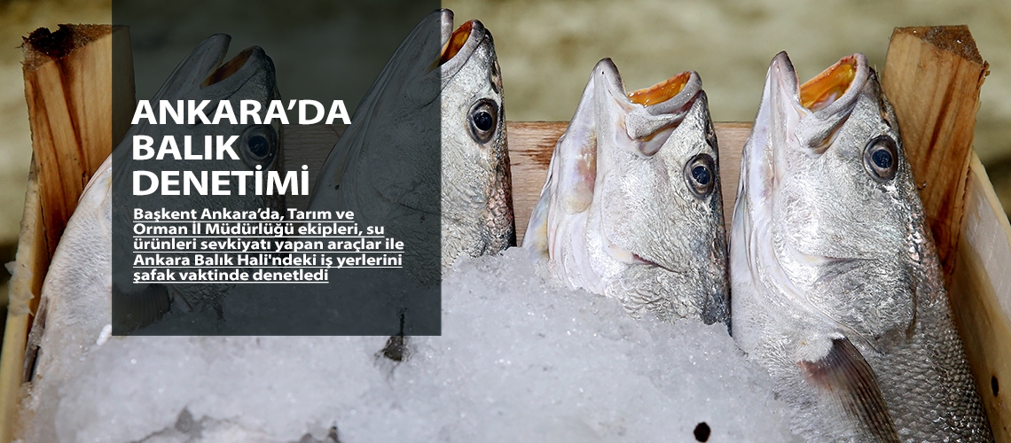 Ankara’da balık denetimi
