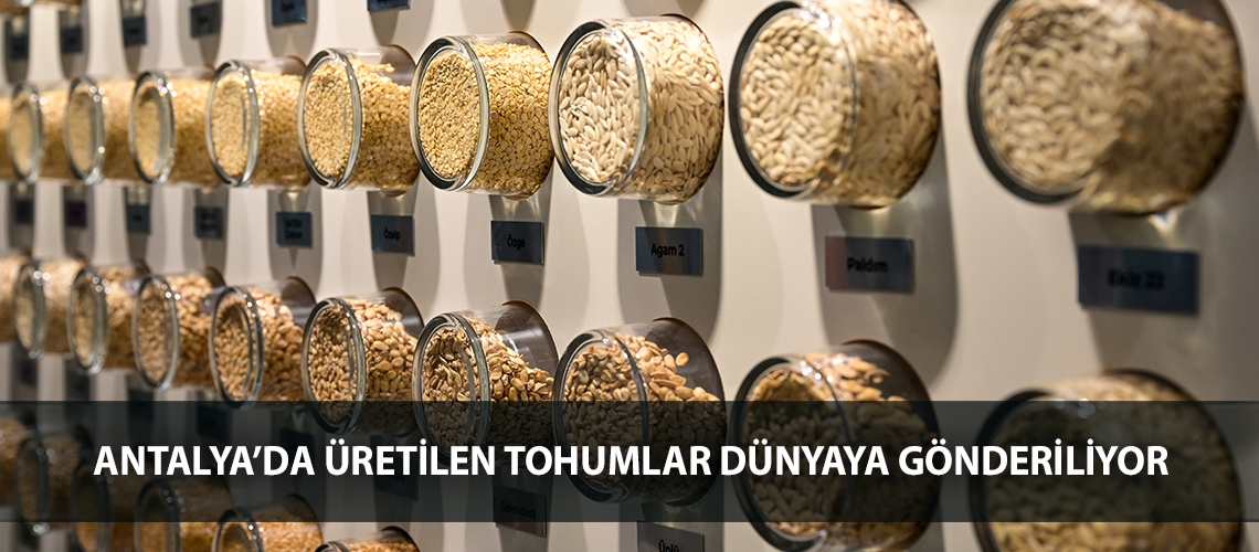 Antalya’da üretilen tohumlar dünyaya gönderiliyor