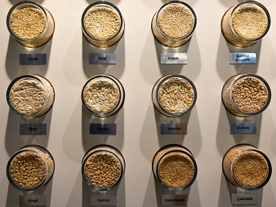 Antalya’da üretilen tohumlar dünyaya gönderiliyor