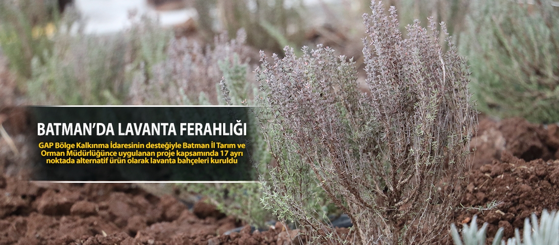Batman’da lavanta ferahlığı