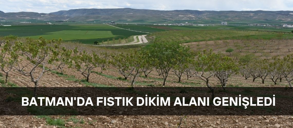Batman'da fıstık dikim alanı genişledi