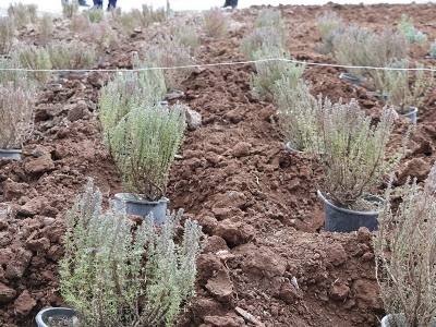 Batman’da lavanta ferahlığı