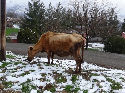Batman’da besicilere suni tohumlama desteği