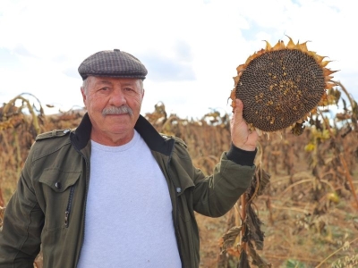 Ayçiçeğinin ekim alanı da verimi de arttı