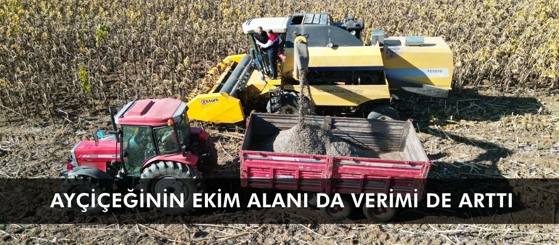 Ayçiçeğinin ekim alanı da verimi de arttı