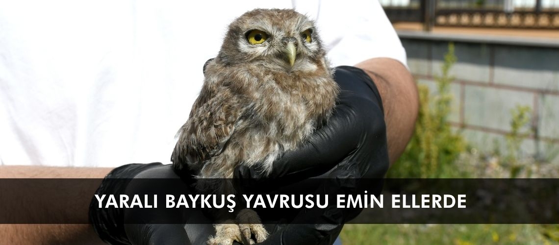 Yaralı baykuş yavrusu emin ellerde