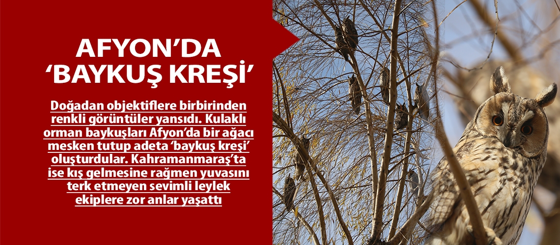 Afyon’da ‘baykuş kreşi’
