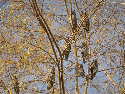 Afyon’da ‘baykuş kreşi’