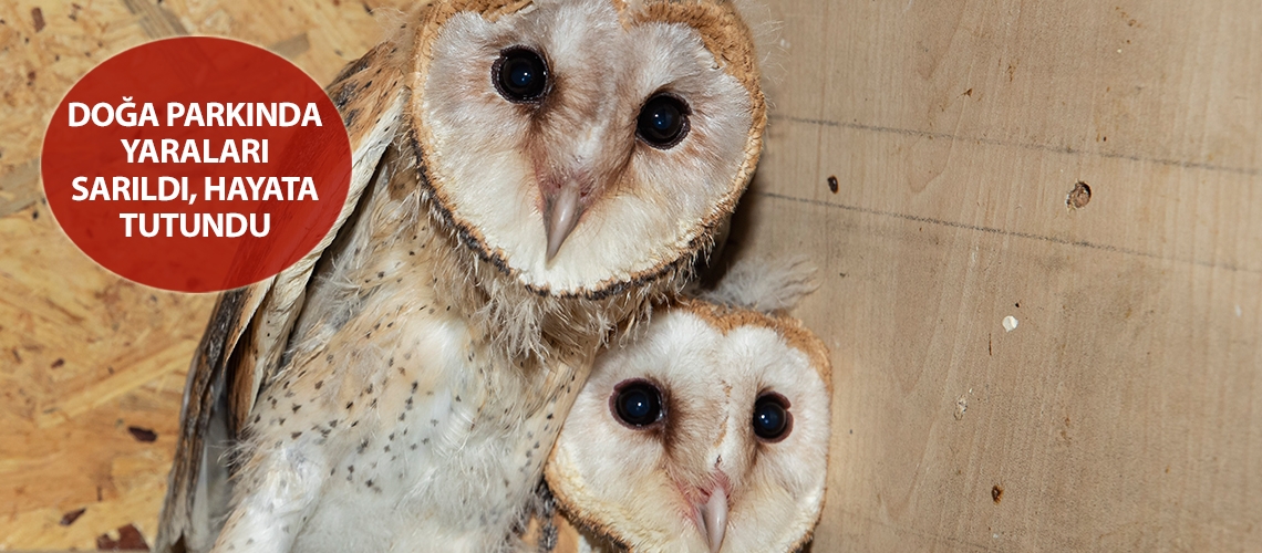 Doğa parkında yaraları sarıldı, hayata tutundu