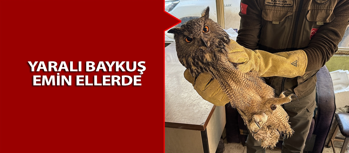 Yaralı baykuş emin ellerde