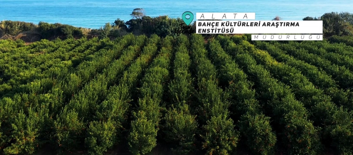 Tam Yerinde 8. Bölüm (Alata Bahçe Kültürleri Araştırma Enstitüsü Müdürlüğü-Mersin)