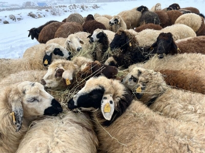Kars'ta besicilerin zorlu kış mesaisi başladı