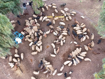 Depremzede çiftçi devlet desteğiyle besiciliği sürdürüyor