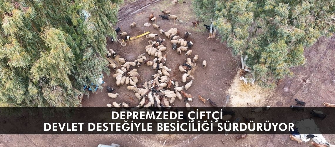 Depremzede çiftçi devlet desteğiyle besiciliği sürdürüyor