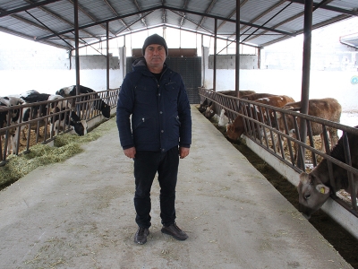 Depremde barınakları yıkılan büyükbaş hayvanlara çiftliğini açtı