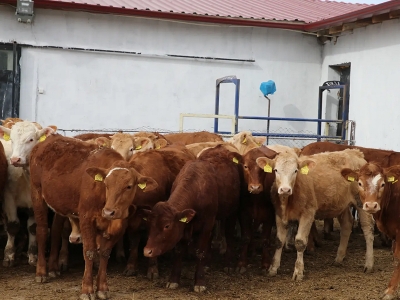 İthal sığırlara uzmanından danışmanlık hizmeti