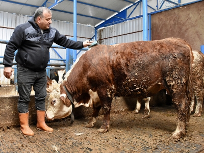 Şehir hayatını bırakıp memleketinde besici oldu