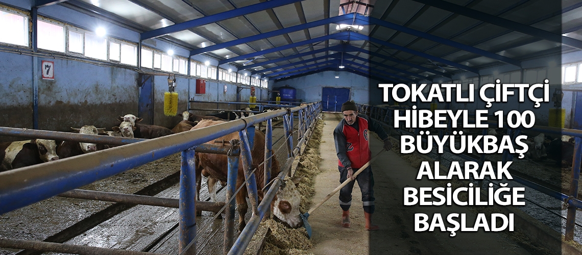 Tokatlı çiftçi hibeyle 100 büyükbaş alarak besiciliğe başladı