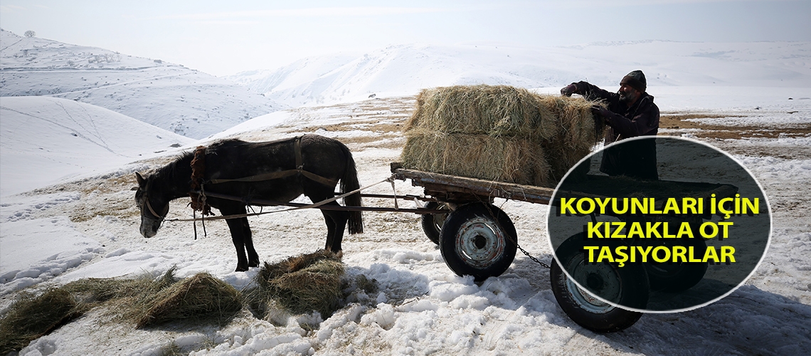 Koyunları için kızakla ot taşıyorlar