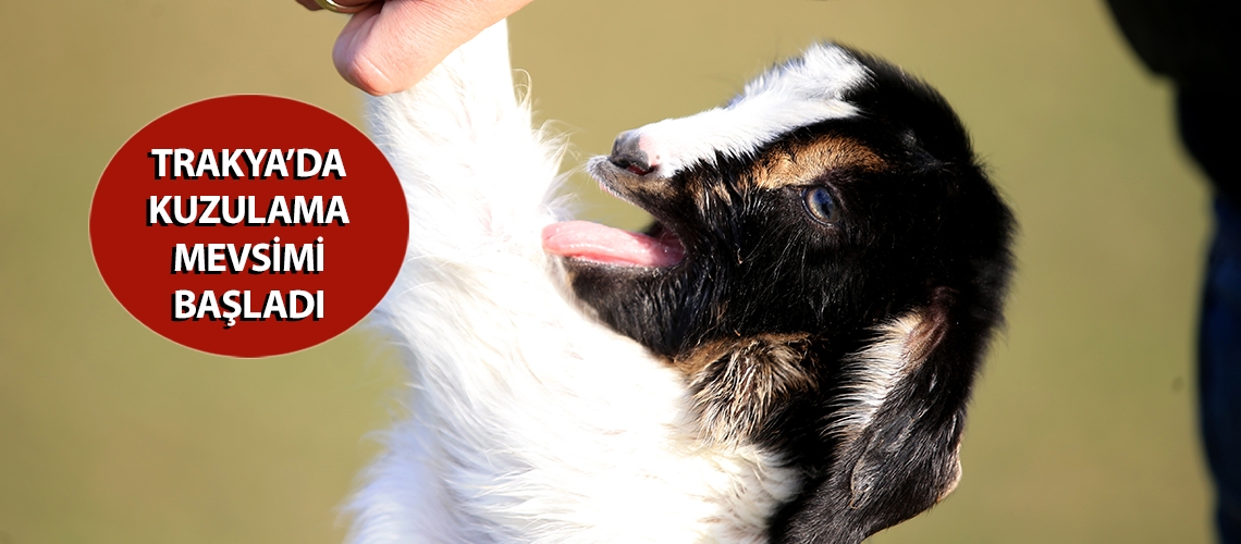 Trakya’da kuzulama mevsimi başladı