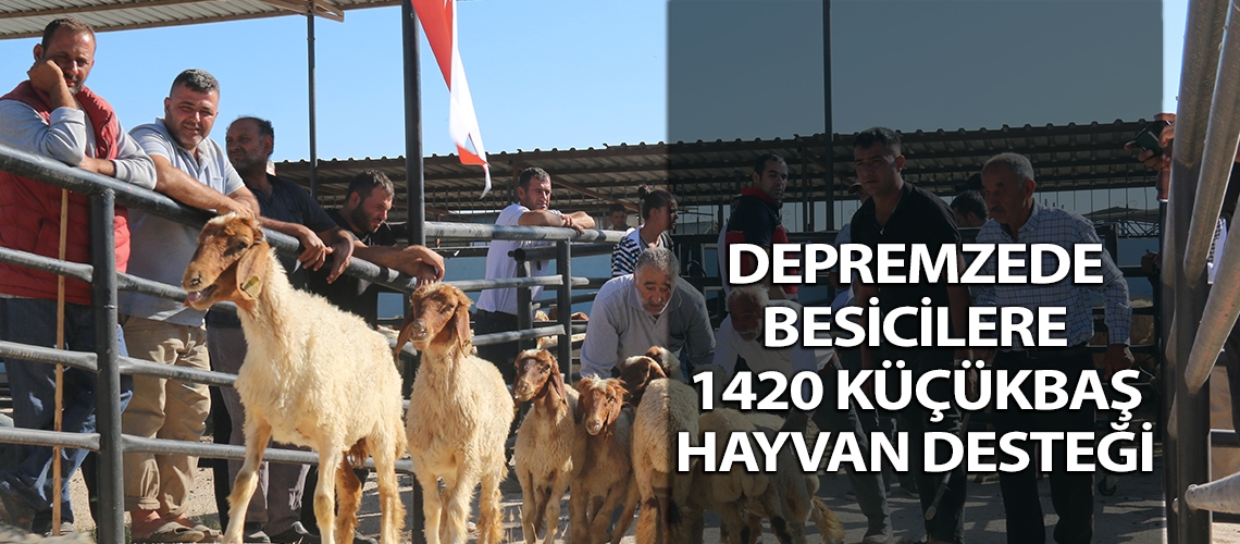 Depremzede besicilere 1420 küçükbaş hayvan desteği