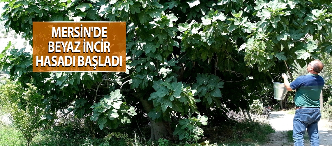 Mersin'de beyaz incir hasadı başladı