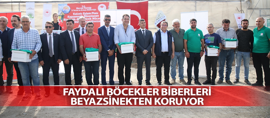 Faydalı böcekler biberleri beyazsinekten koruyor