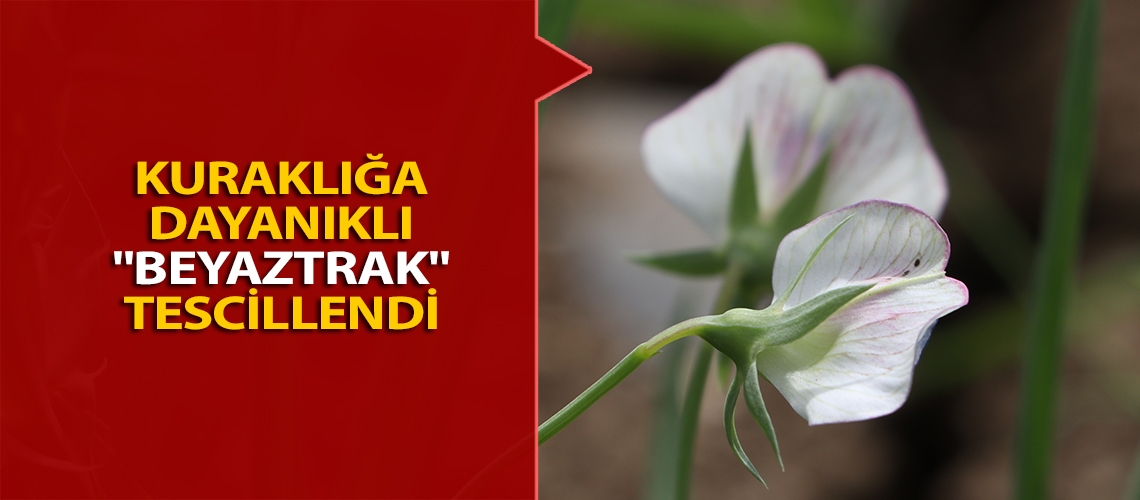 Kuraklığa dayanıklı 