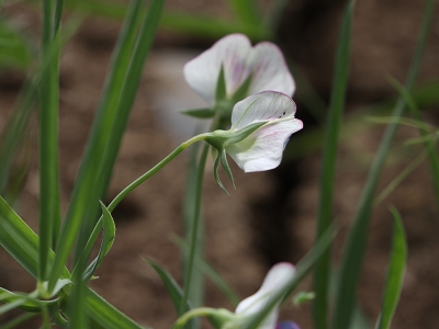 Kuraklığa dayanıklı 