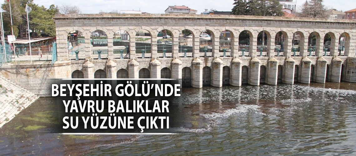 Beyşehir Gölü’nde yavru balıklar su yüzüne çıktı