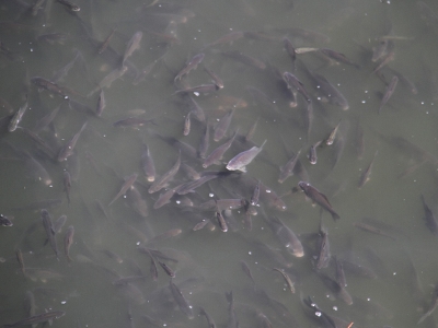 Beyşehir Gölü’nde yavru balıklar su yüzüne çıktı