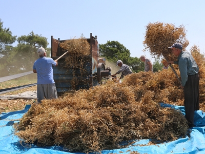 Kuru bezelye üretimi için girişimler sürüyor