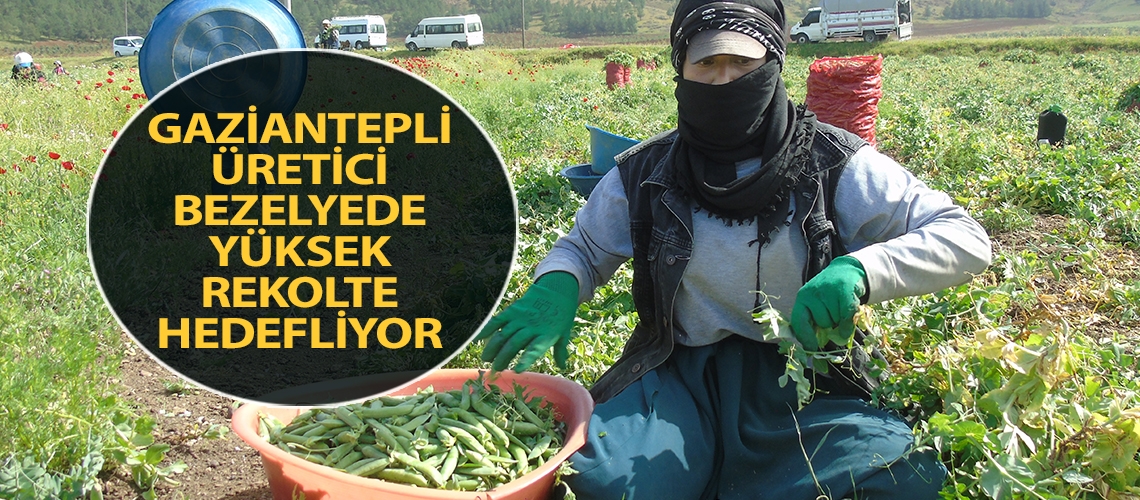 Gaziantepli üretici bezelyede yüksek rekolte hedefliyor