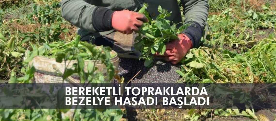 Bereketli topraklarda bezelye hasadı başladı
